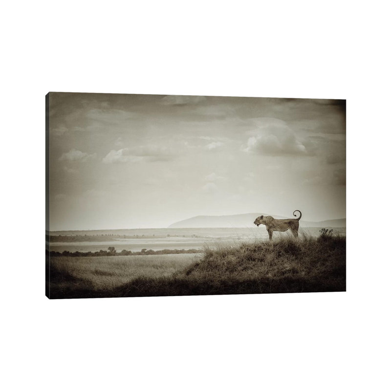 Lone Lioness by Mohammed Alnaser - Wrapped Canvas Print, 20.32 cm H x 30.48 cm W