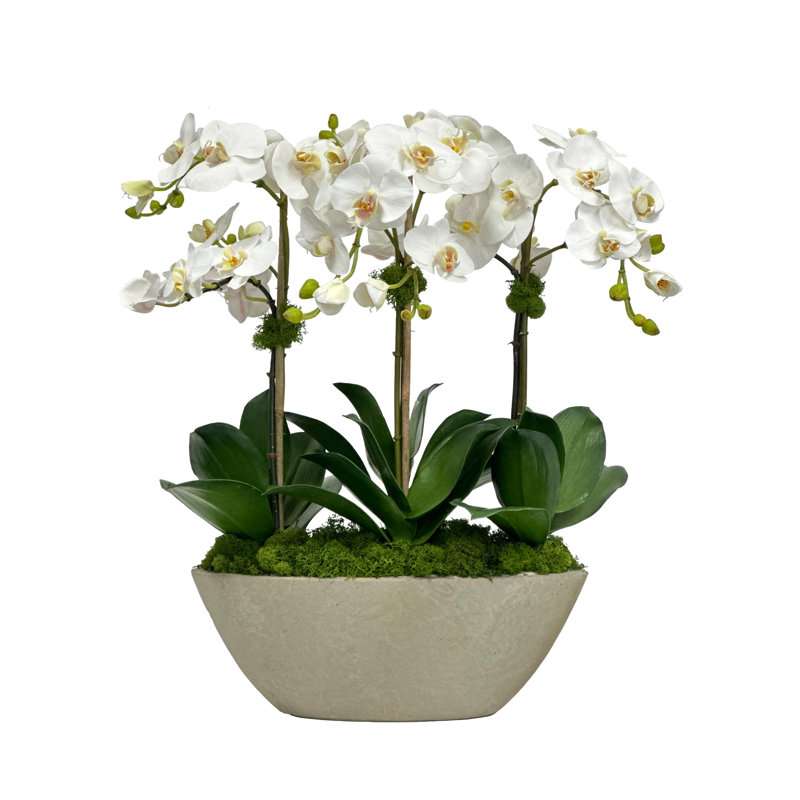 Orchidée dans un carré ovale carré