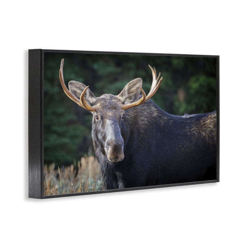 «Stoic Elk Portrait», art de la giclée encadrée par Rick Berk, H 12 po x l 18 po, Giclée encadrée noir minuit