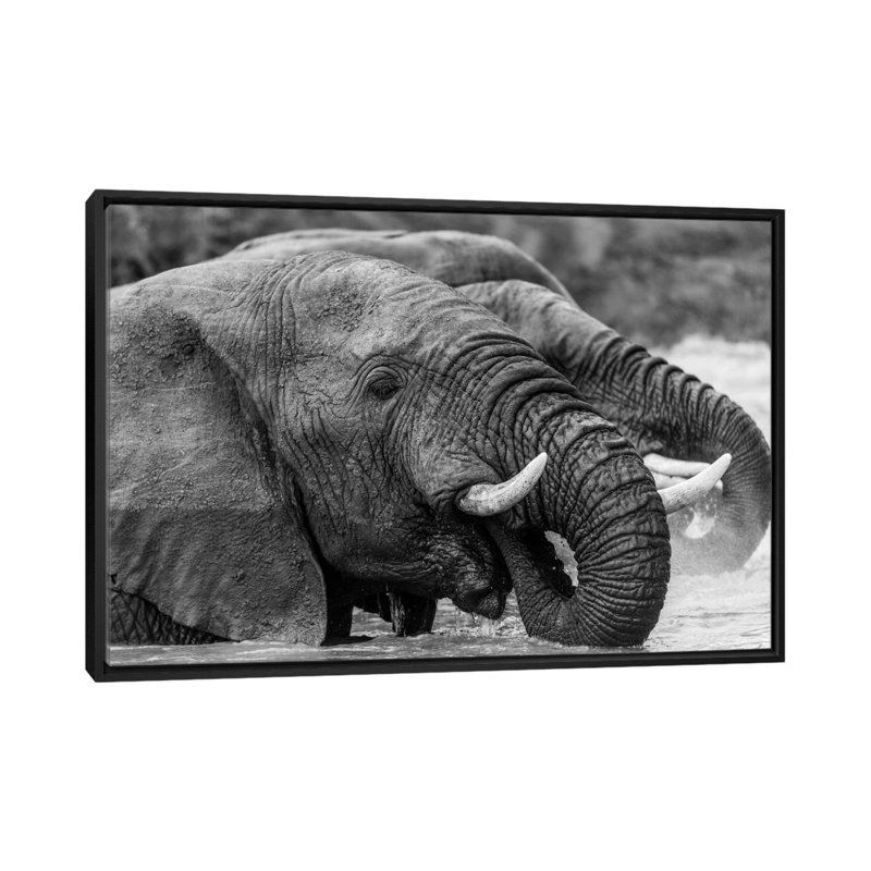 «Bathing Elephants» par Anders Jorulf - reproduction de photo sur toile tendue, H 18 po x l 26 po x P 1,5 po, Pas de tapis