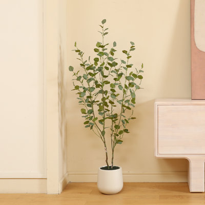 Adalia Eucalyptus Tree in Pot