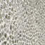 Komorebi 12x12 Pebble Polished Glass Mosaic Tile-1158714033