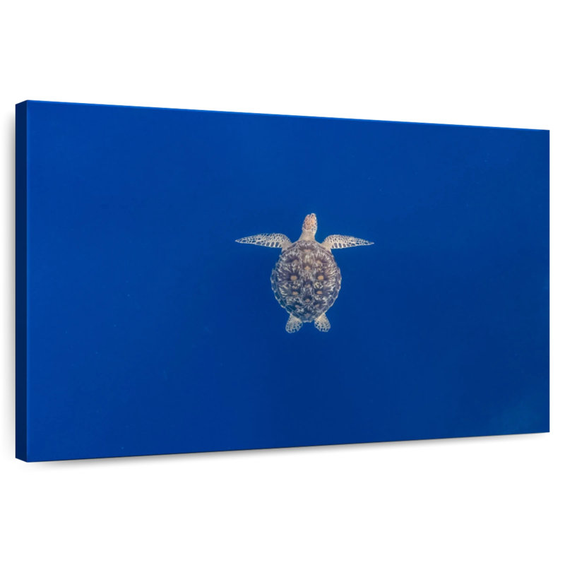 Brampt Blue Sea Turtle, 20" H x 30" W