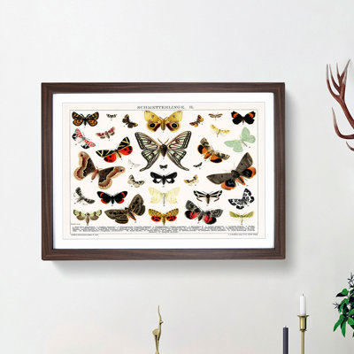 Butterflies & Moths - Picture Frame Graphic Art Print