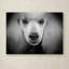 « standard caniche », reproduction d’impression sur toile tendue-33555904