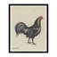 Black Rooster Print