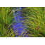 Chris Vest - Wrapped Canvas Print-20254173