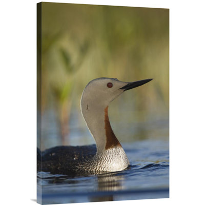 " Red Throated Loon "