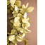 Couronne Botanica