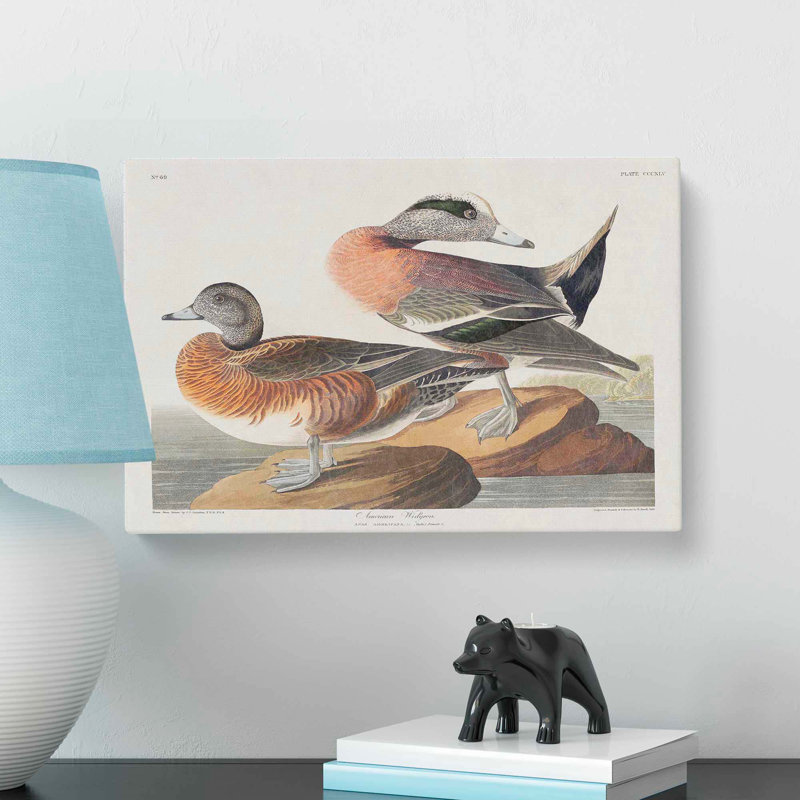 American Widgeon Ducks by John Audubon - Wrapped Canvas Painting, 35cm H x 50cm W x 3cm D