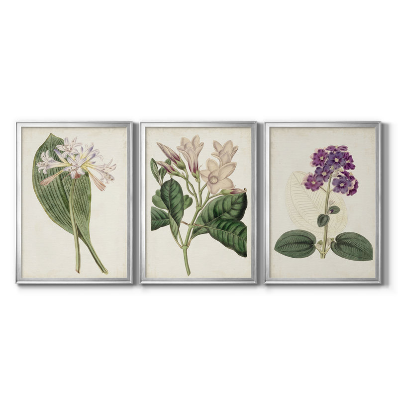 Antique Botanical Collection IV - Toile tendue avec châssis sur mesure - 3 pièces, H 27 po x l 39 po, Argent argent