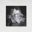 «Gardenia» par Debra Van Swearingen, «Gardenia» par Debra Van Swearingen-893401198
