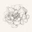 « iv », impression sur toile tendue Pen And Ink Florals-19753862-74759053-74759056
