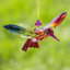 Colibris suspendus en acrylique à cinq tons Laury