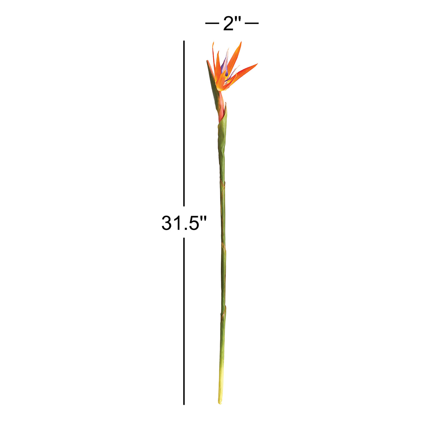 Bird of Paradise Stems