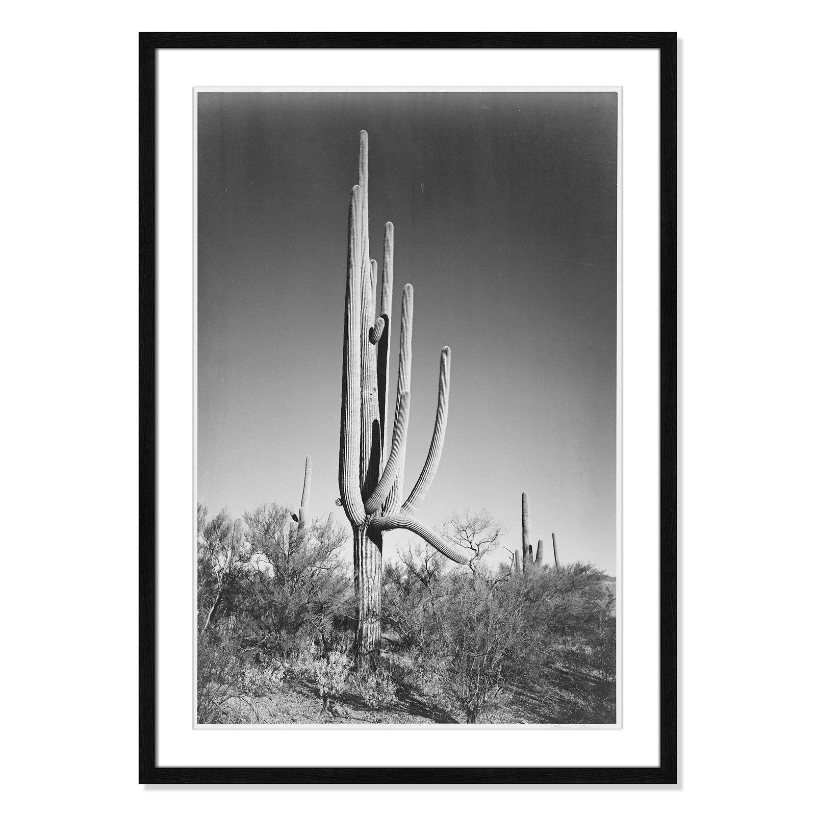 Saguaro National Monument Print by Ansel Adams, Black, 35.5" H x 25.5" W x 0.75" D