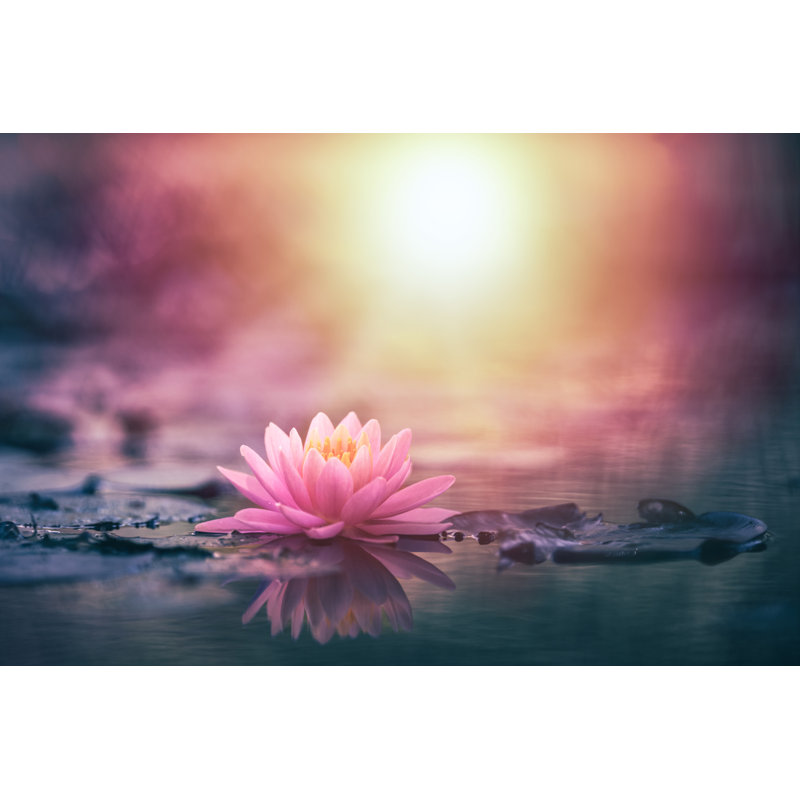 Fleur de lotus dans l'eau, H 24 po x l 36 po
