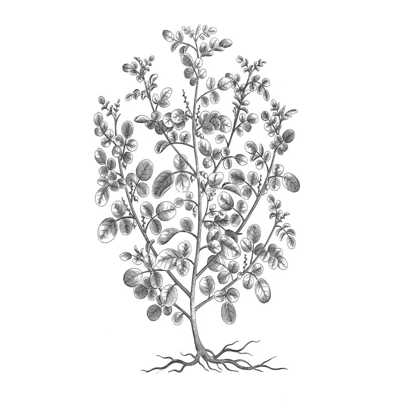 B And W Plant Specimen I - Wrapped Canvas Print, 46cm H x 30cm W