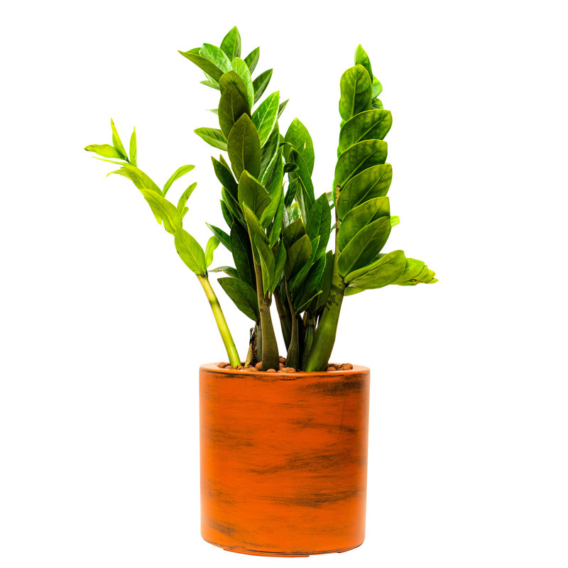 Pot de fleurs en ABS à réserve d'eau de 19,8 cm (7,8 po) - Brun foncé, peint à la main. Magnifique pot de jardin de 20 x 20 cm (8 x 8 po).