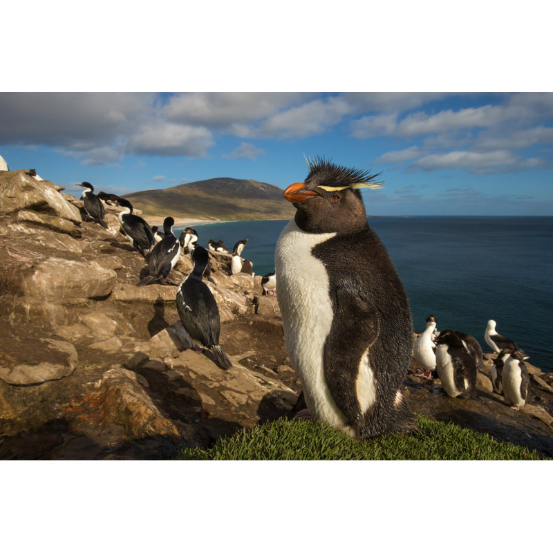 Baudette Rockhopper Penguin - Wrapped Canvas Print, 81cm H x 122cm W x 3.8cm D