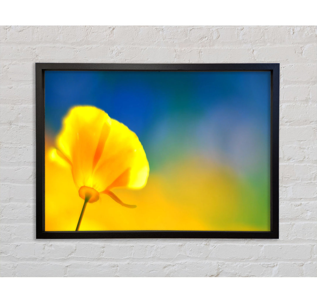 California Poppy Yellow - Einzelner Bilderrahmen Kunstdrucke auf Leinwand