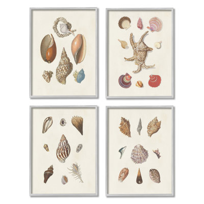 Coquillage, vie aquatique, études latines détaillées sur la plage par Knorr, ensemble de 4 impressions sur toile