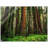 Redwood Ferns Print Wall Art - Forest Nature Poster - Botanical Fern Landscape Artwork - Redwood Tree Woodland Scene Print - Rustic Cabin Home Decor - Minimalist Nature Wall Art - Calm Greenery Botanical Gift-2076023793