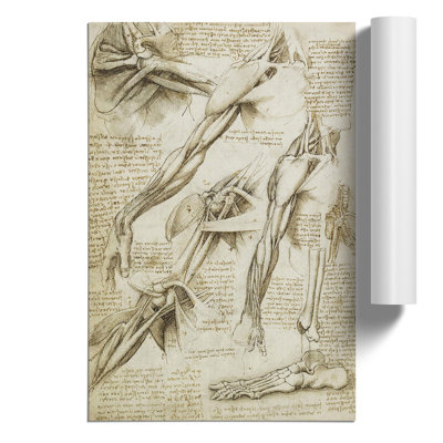 Human Anatomy Vol.1 by Leonardo Da Vinci - No Frame Print
