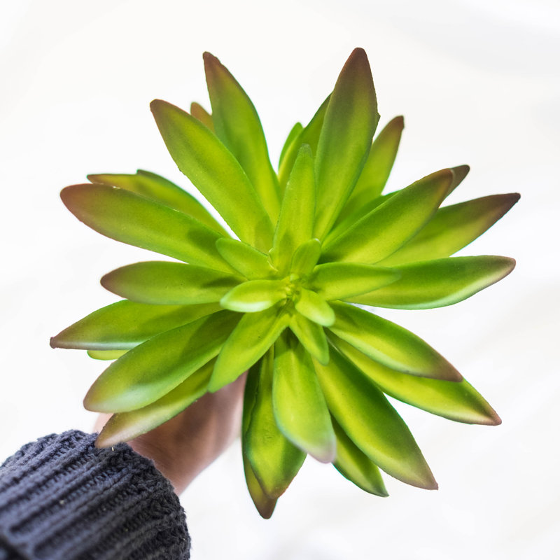 Succulent cactus echeveria