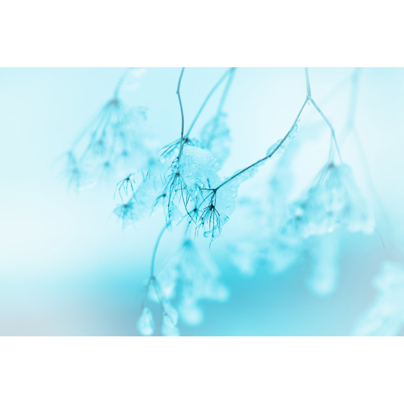 Frozen Queen Annes Lace Wildflowers by Jasmina007 - Wrapped Canvas Print, 61cm H x 91cm W