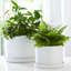 Handmade Ceramic Planter Set