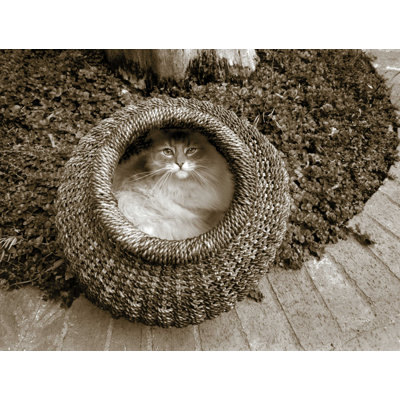 " Cat In A Basket " by Jim Dratfield