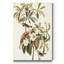 « Pl 185 Bachman’s Warbler », reproduction d’art sur toile-12417757
