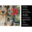 Longhaired Dapple Dachshund Christmas PoinsettIas Kitchen Towel-2080584139