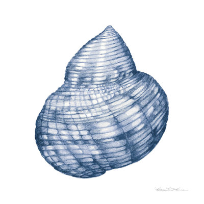 " Shells IV Blue And White " by Kathleen Parr McKenna