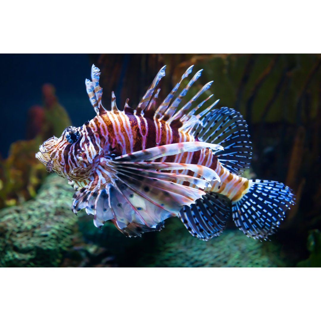 Zebra Lionfish