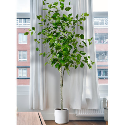59'' Faux Foliage Tree in Pot