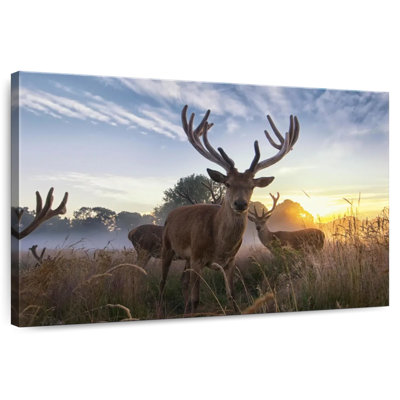Crowle Swamp Whitetail Deer