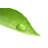 Leaf with Water Drop by Yinyang-569417724