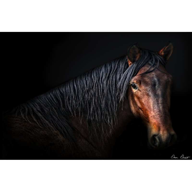 Portrait de cheval VII, H 32 po x l 48 po x P 1,25 po