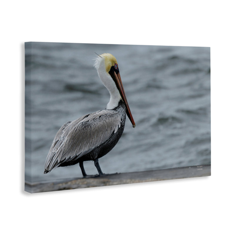 Photographie de Pelican, toile par Nathan Larson, H 16 po x l 24 po