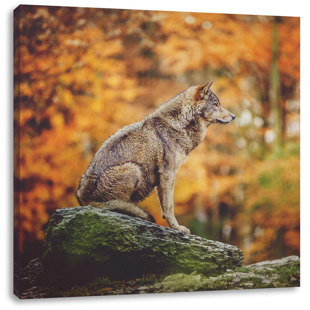 Leinwandbild Wolf sitzt auf einem Stein im Herbstwald