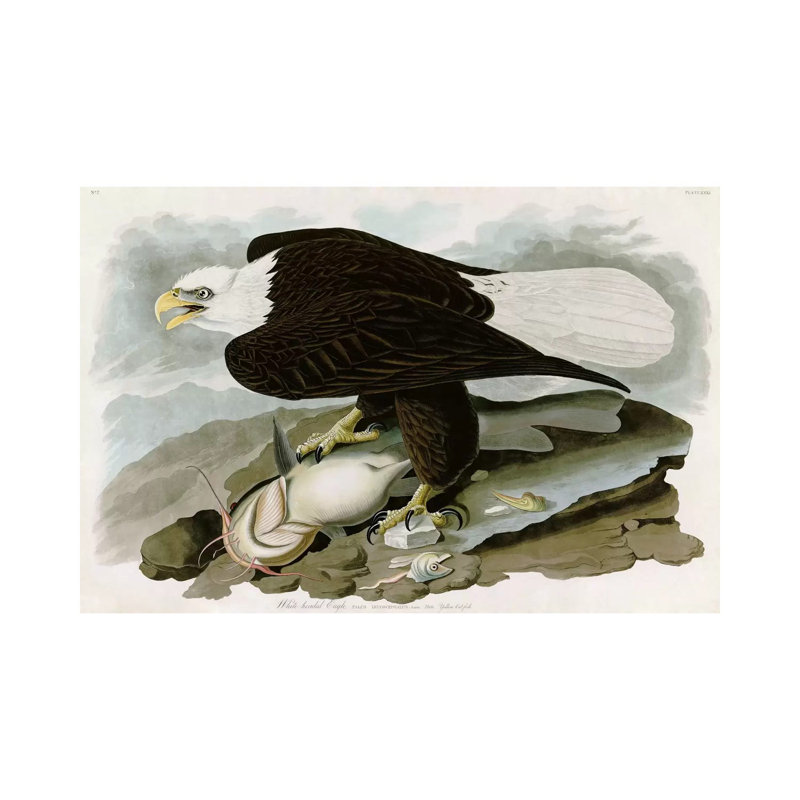 White-headed Eagle by John James Audubon - Wrapped Canvas Painting