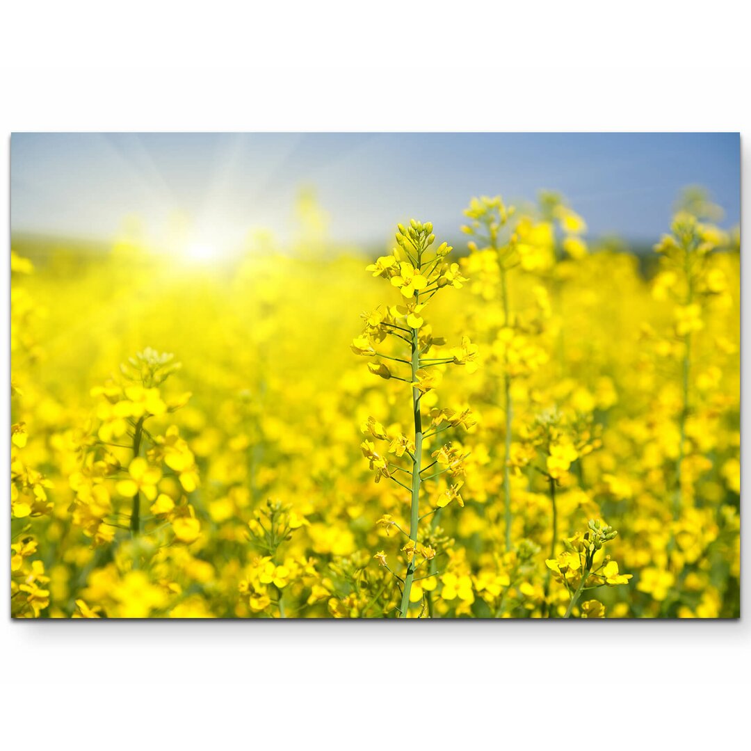 Leinwandbild Blühendes Rapsfeld im Sonnenschein