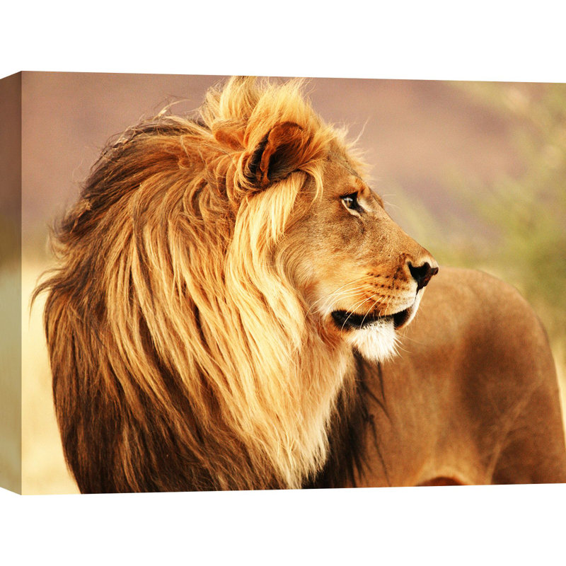 Male Lion, Namibia - Wrapped Canvas Print, 70cm H x 100cm W x 4cm D