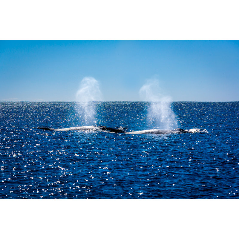 Orca Killer Whales - Ningaloo Reef, 81cm H x 122cm W
