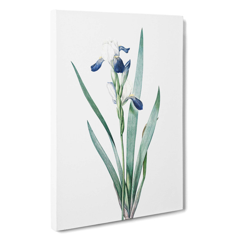 Tall-Bearded Iris Flowers by Pierre-Joseph Redoute - Wrapped Canvas, 50cm H x 35cm W x 3cm D