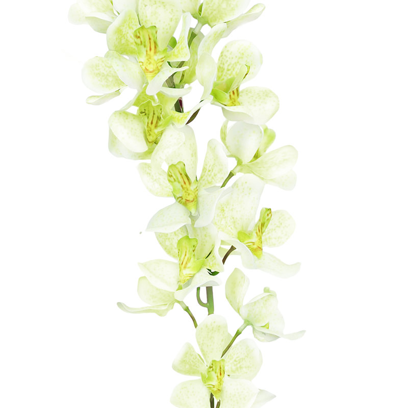 Orchid Arrangement, Cream Green