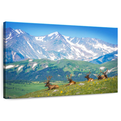 Brampt North American Elks