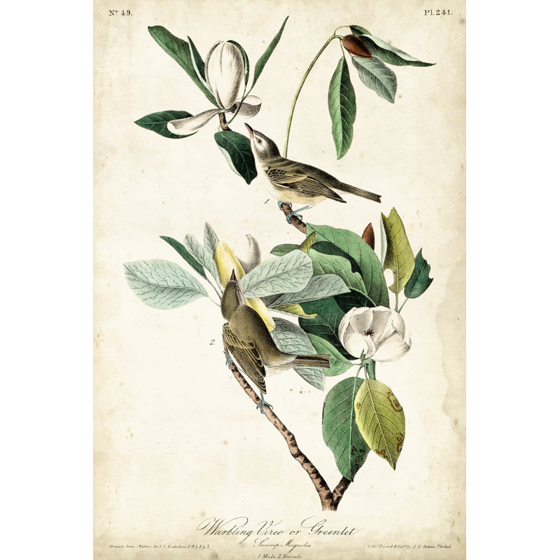 Warbling Vireo by John Audubon - Painting, 30 cm H x 20 cm W, Wrapped Canvas